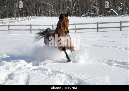 Theatercaféen arabischen Bucht Pferd laufen und Ruckeln im Tiefschnee in einem sonnendurchfluteten, eingezäunten Feld im Winter. Braune Pferd mit schwarzer Mähne treten, USA Stockfoto