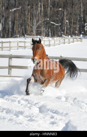 Theatercaféen arabischen Bucht Pferd laufen und Ruckeln im Tiefschnee in einem sonnendurchfluteten, eingezäunten Feld im Winter. Braune Pferd mit schwarzer Mähne treten, USA Stockfoto