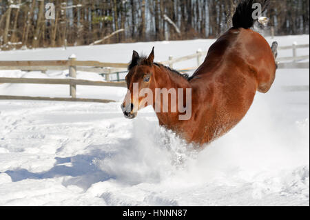 Theatercaféen arabischen Bucht Pferd laufen und Ruckeln im Tiefschnee in einem sonnendurchfluteten, eingezäunten Feld im Winter. Braune Pferd mit schwarzer Mähne treten, USA Stockfoto