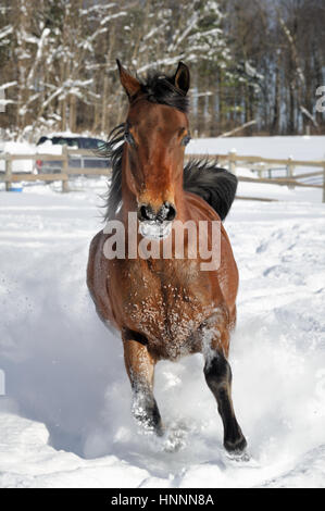 Theatercaféen arabischen Bucht Pferd laufen und Ruckeln im Tiefschnee in einem sonnendurchfluteten, eingezäunten Feld im Winter. Braune Pferd mit schwarzer Mähne treten, USA Stockfoto