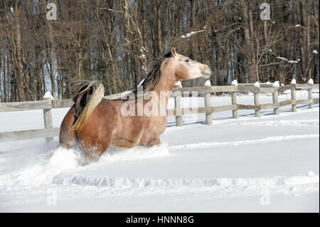 Pferd Rennen im Tiefschnee gleichzeitig eine enge Kurve am Zaun, eine schöne arabische Stute im Winter, Pennsylvania, PA, USA. Stockfoto