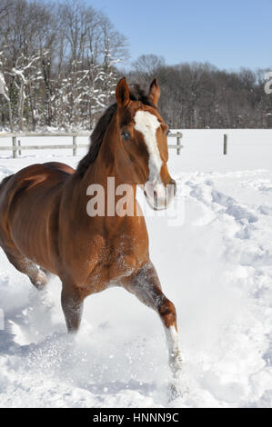 Kastanien Quarter Horse mit ein weißes Gesicht und eine schwarze Mähne und Schweif laufen im Tiefschnee in einem Feld eingepfercht, eingezäunte und sonnendurchflutetes Bauernhof im Winter. Stockfoto