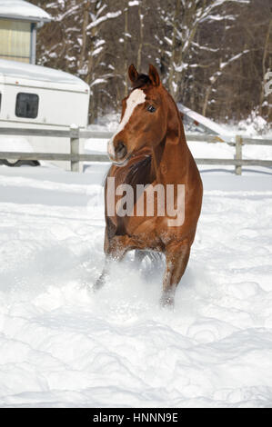 Pferd laufen im Tiefschnee direkt in die Kamera in einem beständigen Yard, eine Kastanie Quarterhorse im Winter. Stockfoto