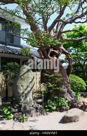 KAMAKURA, JAPAN - ca. April 2013: Schönheit und alte Bäume sind im Garten des Hasedera-Heiligtums. Der Hase-Kannon (Hase-Dera) gehört zu den buddhistischen templ Stockfoto