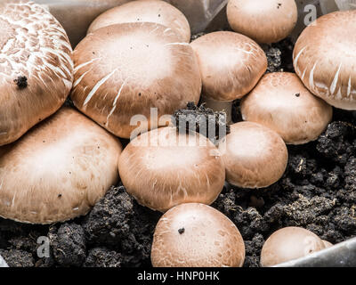 Champignon-Pilze. Frische Ernte. Makro. Stockfoto