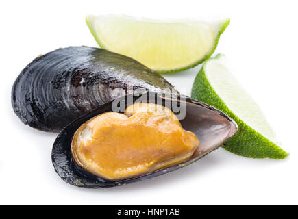 Eine gekochte Muscheln auf einem weißen Hintergrund. Stockfoto