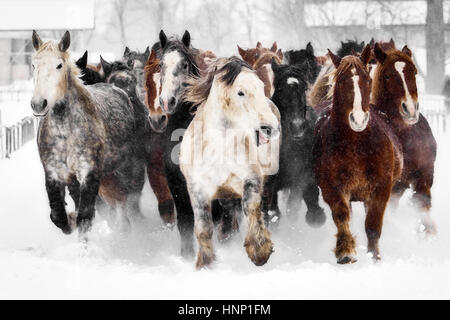 Pferde laufen über das Schneefeld Stockfoto