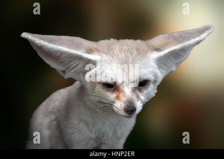 Fennec Fox. Nordafrikanischen nachtaktives Tier Stockfoto