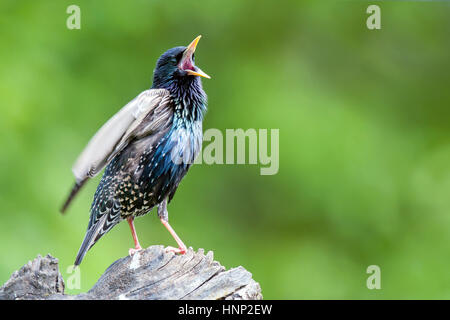 Gemeinsamen Starling hocken auf Baumstumpf und Gesang Stockfoto