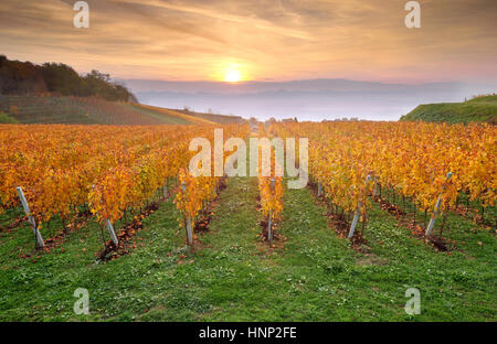 Gelbe farbige Weinberg an frühen Herbstmorgen Stockfoto