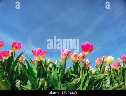 Sonnenlicht durch rote Tulpen Feld. Beauty-Welt. Holland Stockfoto