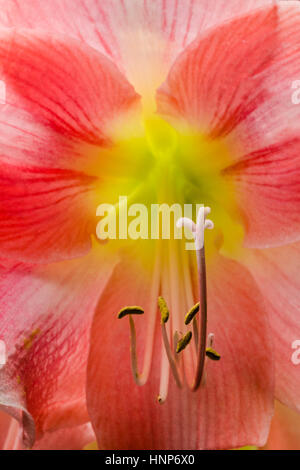 Eine Nahaufnahme Makroaufnahme einer schönen rosa Amaryllis Blume mit Stamen. Stockfoto