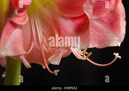 Eine Nahaufnahme Makro-Foto einer schönen rosa Amaryllis Blume mit Stamen auf schwarzem Hintergrund. Stockfoto