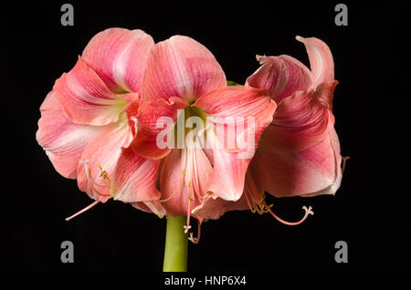 Eine Nahaufnahme auf eine schöne rosa Amaryllis in voller Blüte auf schwarzem Hintergrund mit Platz für Kopie oder Text. Stockfoto