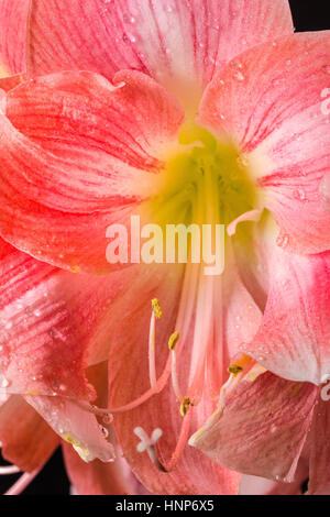 Eine schöne Nahaufnahme von einer rosa Amaryllis mit Wassertropfen auf schwarzem Hintergrund. Stockfoto