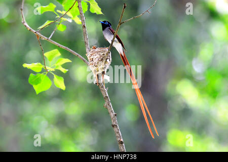 Rot Paradise Flycatcher Stockfoto