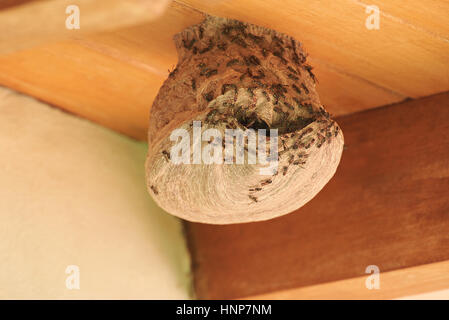 Wespen, die sich aus Nest Loch auf Holz Dach Haus Stockfoto
