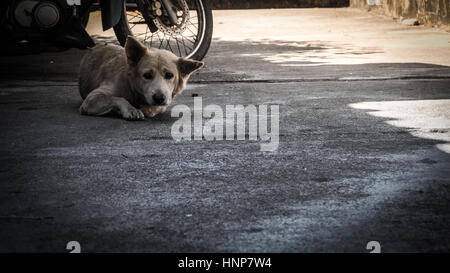 Obdachlosen Hund sind verdächtig in die Kamera starrt. Stockfoto