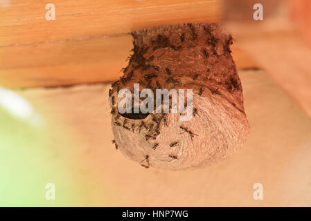 Loch im Wap-Nest mit Wespe um auf Haus Holzdach Stockfoto