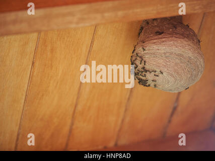 Kolonie von Wespen Nestbau auf Holzhaus Dach Stockfoto