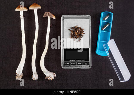 Frische und getrocknete Psilocybin Pilze, Gelkapseln und digitale Taschenwaage auf schwarzem Hintergrund, Ansicht von oben. Psychedelische therapeutischen Einsatz. Stockfoto