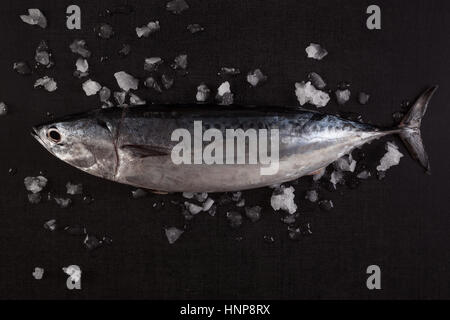 Frischer Thunfisch auf schwarzem Hintergrund mit Eis, Ansicht von oben. Stockfoto