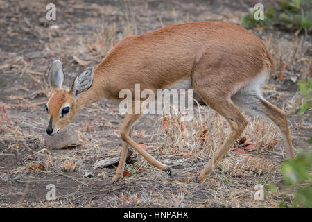 Steinböckchen (Raphicerus Campestris), Krüger Nationalpark, Südafrika Stockfoto