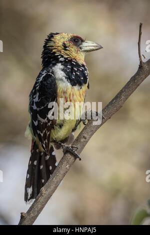 Crested Barbet (Trachyphonus Vaillantii), Krüger Nationalpark, Südafrika Stockfoto