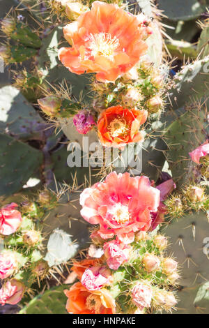 Apricot Glow, Echinopsis, blühenden Kaktus Pflanze. Stockfoto