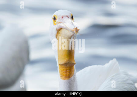 Eine Nahaufnahme von einer weißen Pelikan Angeberei seine goofy große Schnabel und braune Augen in weichem Licht mit einem Wasser-Hintergrund. Stockfoto