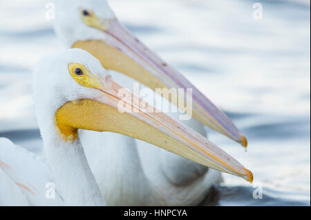 Ein paar weiße Pelikane schweben im Wasser in weiches Licht zeigen den großen gelben und rosa Schnabel. Stockfoto