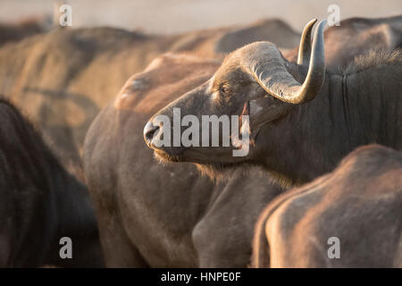 Afrikanischer Büffel (Syncerus Caffer), Krüger Nationalpark, Südafrika Stockfoto
