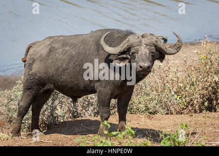Afrikanischer Büffel (Syncerus Caffer), Krüger Nationalpark, Südafrika Stockfoto