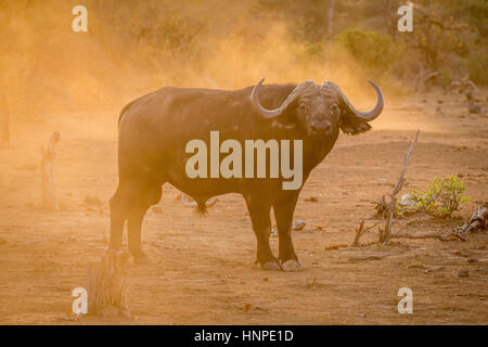 Afrikanischer Büffel (Syncerus Caffer), Krüger Nationalpark, Südafrika Stockfoto