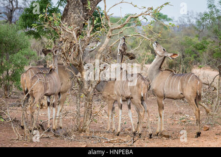 Große Kudu (Tragelaphus Strepsiceros), Krüger Nationalpark, Südafrika Stockfoto