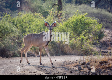 Große Kudu (Tragelaphus Strepsiceros), Mapungubwe National Park, Südafrika Stockfoto