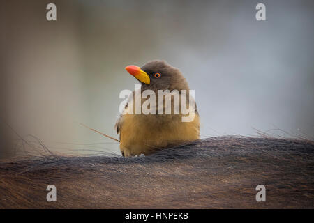 Gelb-billed Oxpecker (Buphagus Africanus), Krüger Nationalpark, Südafrika Stockfoto