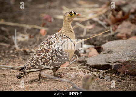 Doppel-banded Sandgrouse (Pterocles Bicinctus), Krüger Nationalpark, Südafrika Stockfoto