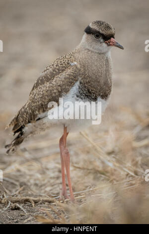 Gekrönt Kiebitz (Vanellus Cornatus), Krüger Nationalpark, Südafrika Stockfoto