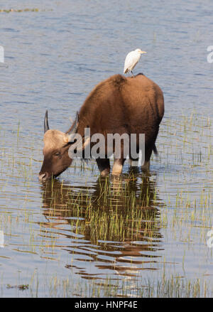 Ein Gaur (indische Bison), Bos Gaurus und Kuhreiher, Tadoba Nationalpark, Indien, Asien Stockfoto