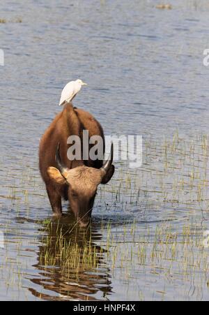 Ein Gaur oder indische Bison, (Bos Gaurus), stehend im Wasser mit einem Kuhreiher auf seinen Rücken, Tadoba Nationalpark, Indien, Asien Stockfoto