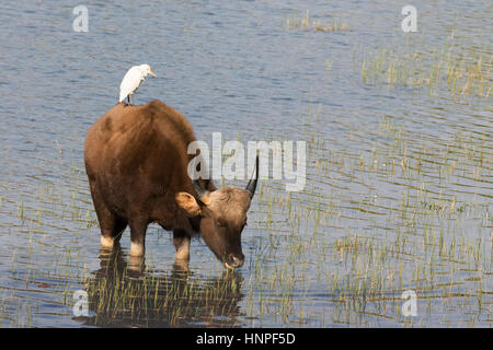 Ein Gaur oder indische Bison, (Bos Gaurus), stehend im Wasser mit einem Kuhreiher auf seinen Rücken, Tadoba Nationalpark, Indien, Asien Stockfoto