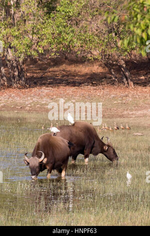 Ein paar Gaur oder indische Bison (Bos Gaurus), mit Kuhreiher auf dem Rücken, Tadoba Nationalpark, Indien Stockfoto