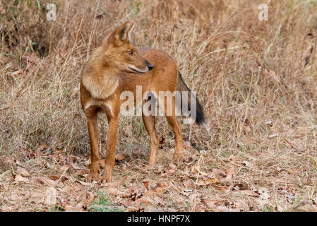 Erwachsene indische Wildhund oder Dhole (Cuon Alpinus), auch bekannt als die asiatischen Wildhund, Tadoba Nationalpark, Indien Stockfoto