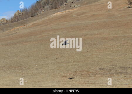 Fliegender Vogel in Gorkhi Tärelsch Nationalpark, Mongolei Stockfoto