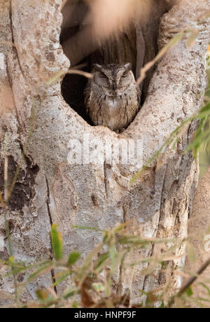 Indische Zwergohreule Eule, Otus Bakkamoena, Tadoba Nationalpark, Indien, Asien Stockfoto