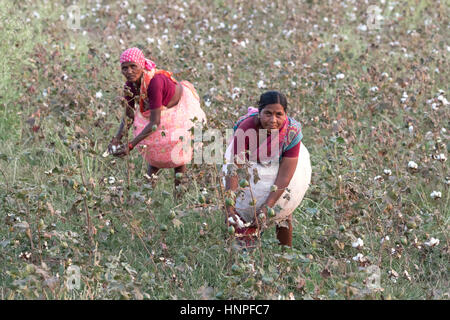 Indische Frauen arbeiten beim Baumwollpflücken in einem Baumwollfeld im Bundesstaat Maharashtra, Indien und Asien Stockfoto