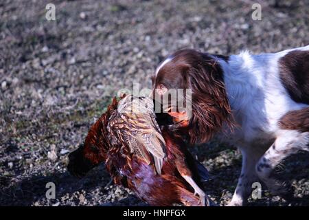 Leber und weißen arbeiten Art Englisch Springer Spaniel Haustier Jagdhund tragen ein Fasan Stockfoto