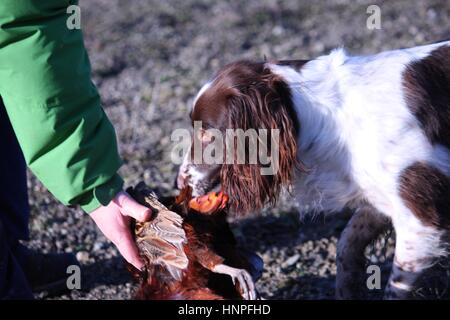 Leber und weißen arbeiten Art Englisch Springer Spaniel Haustier Jagdhund tragen ein Fasan Stockfoto