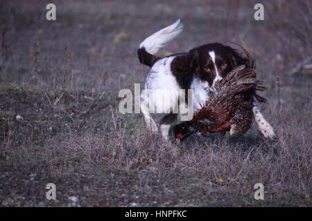 Leber und weißen arbeiten Art Englisch Springer Spaniel Haustier Jagdhund tragen ein Fasan Stockfoto